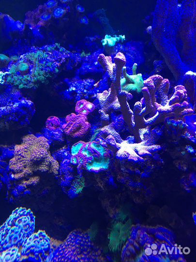 Морские аквариумы