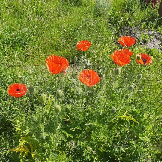 Дача 40 м² на участке 5,2 сот.