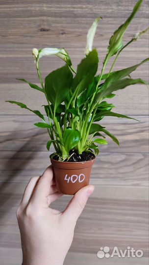 Спатифиллум(женское счастье)