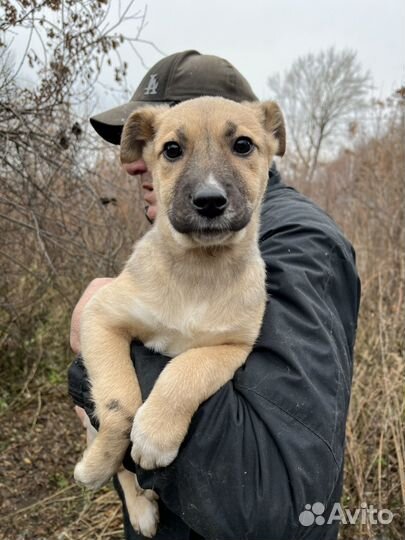 Щенок-лапочка ищет дом