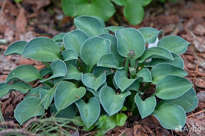 Хоста Маус и Райнфорест