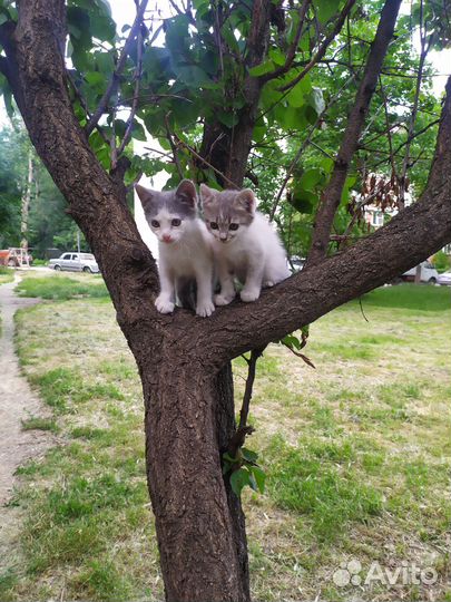 Котята отдам в добрые руки бесплатно