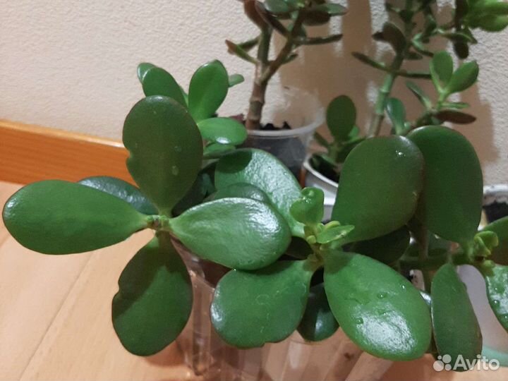 Денежное дерево