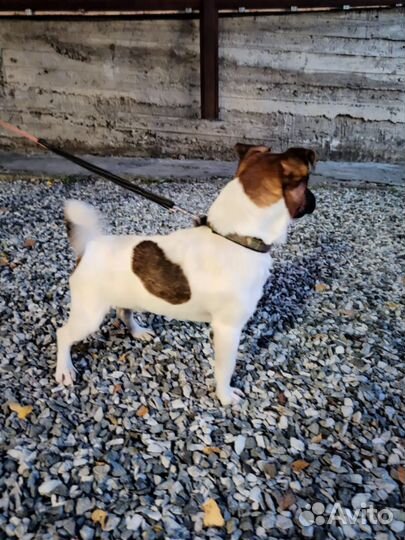 Джек рассел терьер