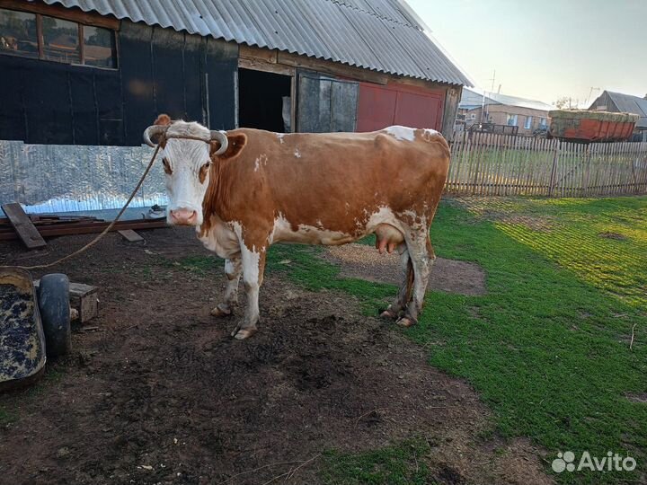 Продам корову
