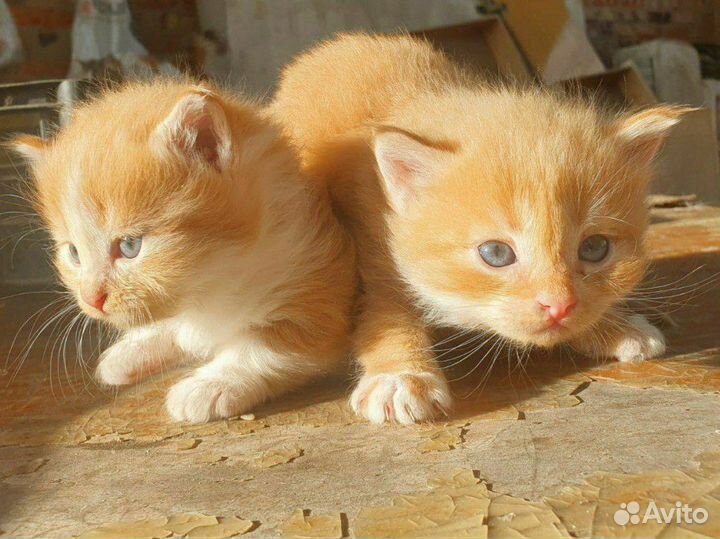 Котята в добрые руки бесплатно