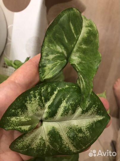 Сингониумы сортовые