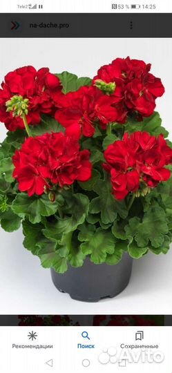 Пеларгония calliope Dark Red