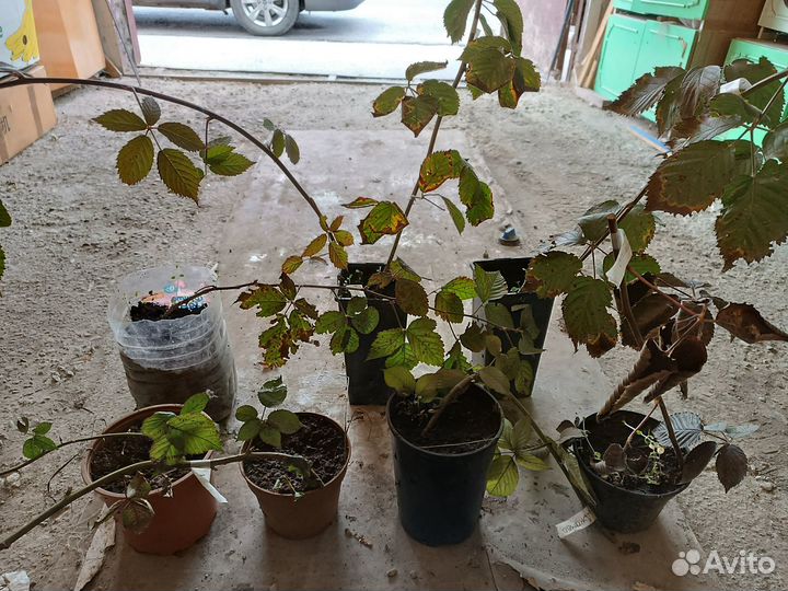 Саженцы ежевики натчез, оучито. астерина джамбо