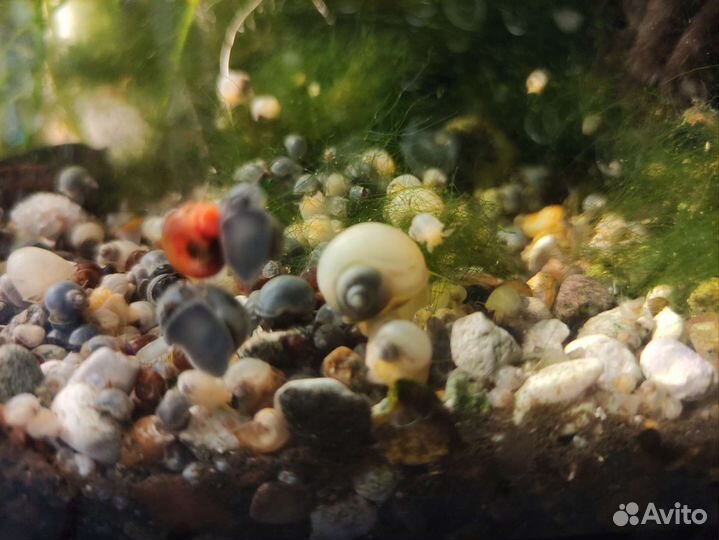 Ампулярии (улитки)