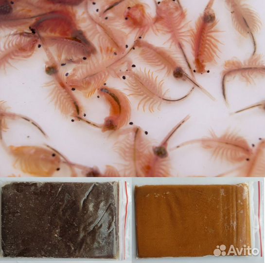 Артемия рачок замороженная корм для рыб