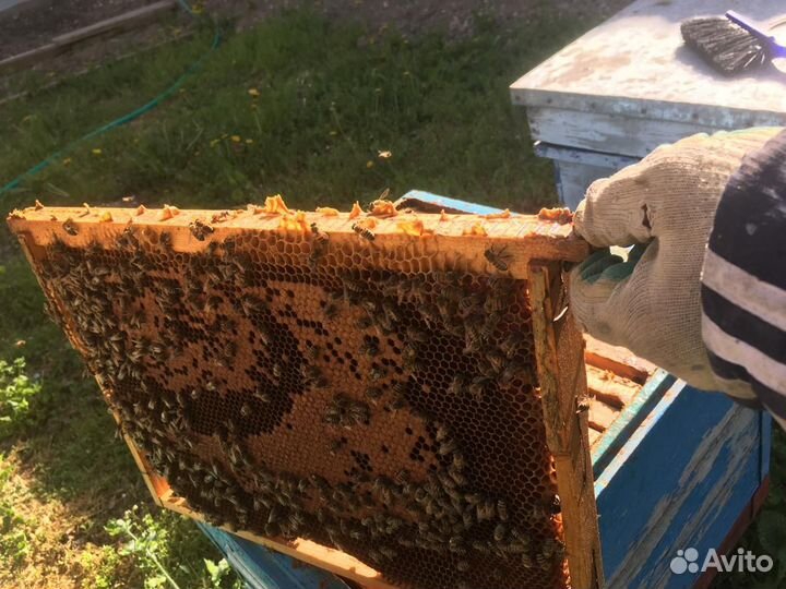 Улей с пчелами