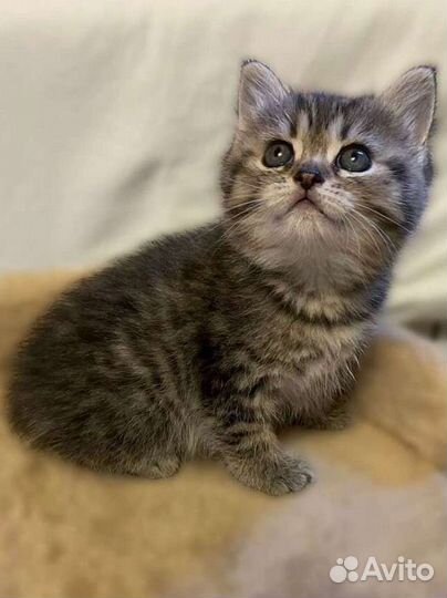 Шотландские котята
