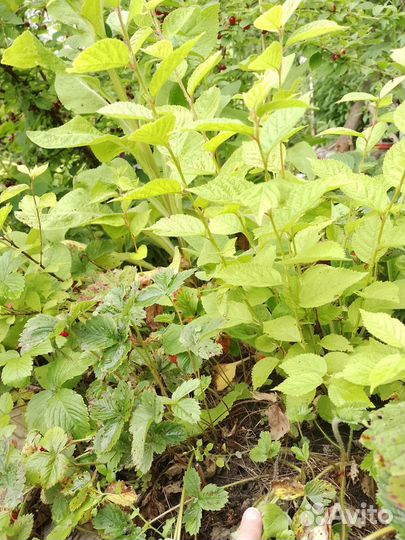 Войлочная вишня