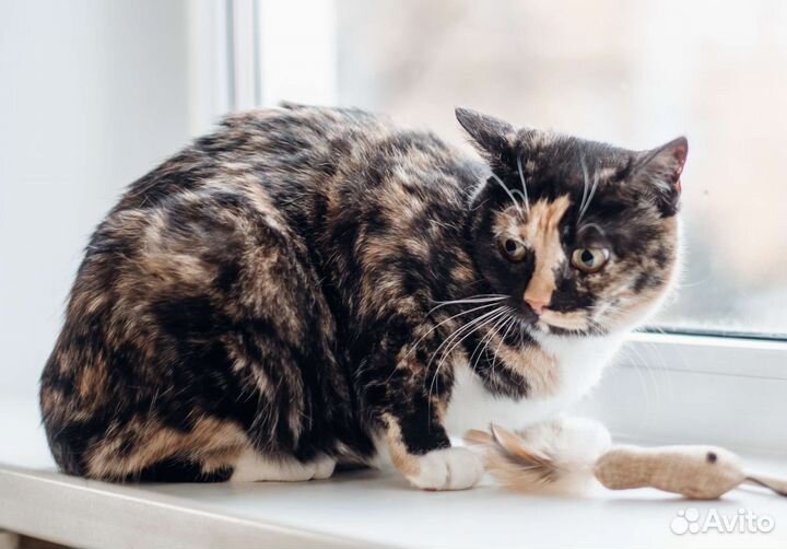 Кошки в добрые руки