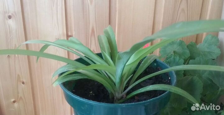 Хлорофитум для очистки воздуха