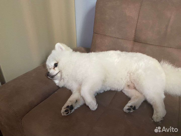 Белый померанский шпиц мальчик для вязки