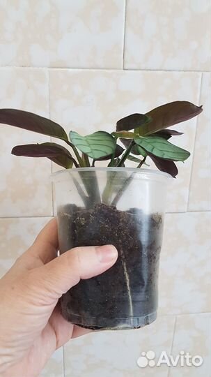 Калатея 2 разных сорта