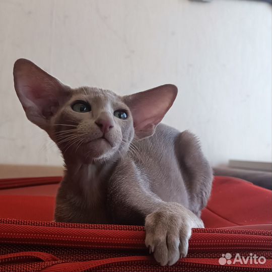 Ориентальные мальчики