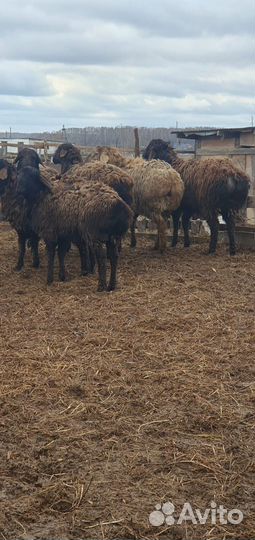 Эдильбаевские бараны