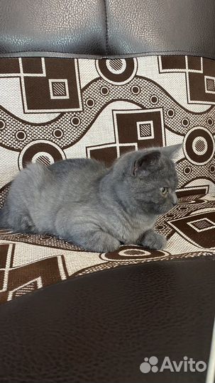 Котик в добрые руки