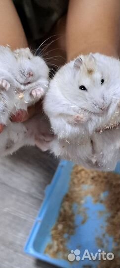 Джунгарский хомяк с клеткой