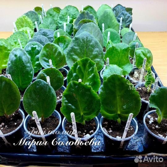 Сортовые фиалки