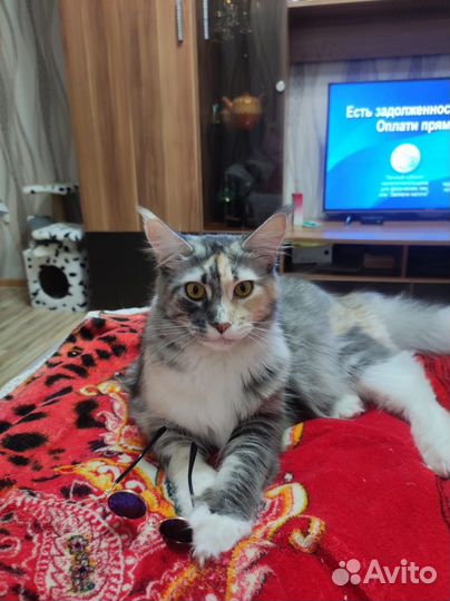 Кошка мейкун