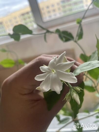 Жасмин самбак