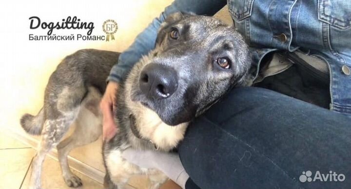 Передержка собак/Зоогостинница