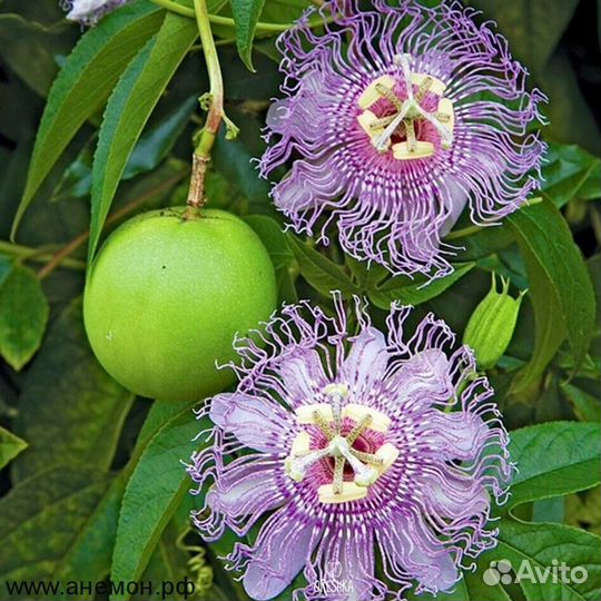 Пассифлора Инкарната (Северная Маракуйя)