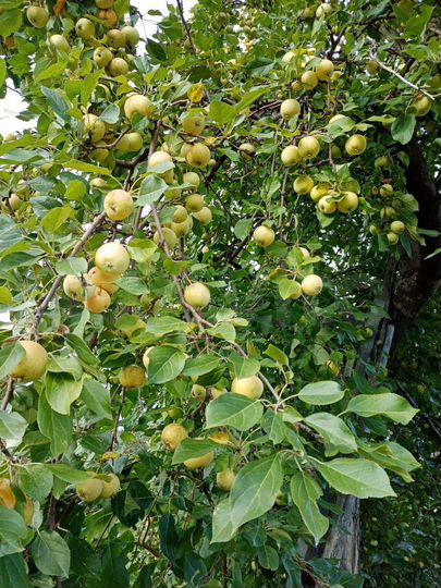 Участок 4,3 сот. (СНТ, ДНП)