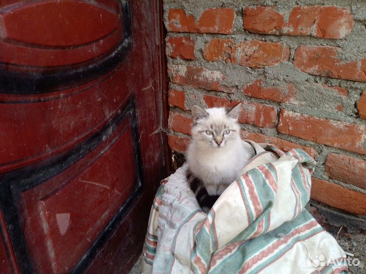 Котята отдам бесплатно
