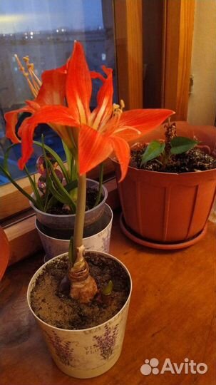 Гиппеаструм красный