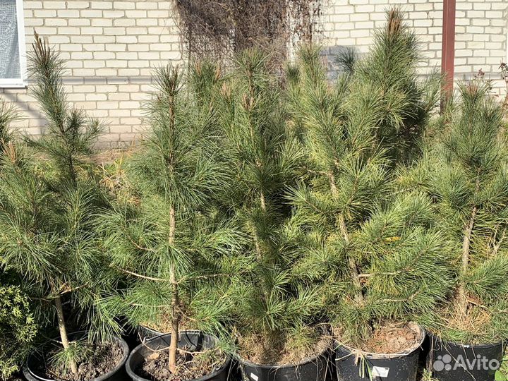 Сосна кедровая кедр