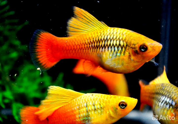 Тетрадон, Корбикулы, Раки +