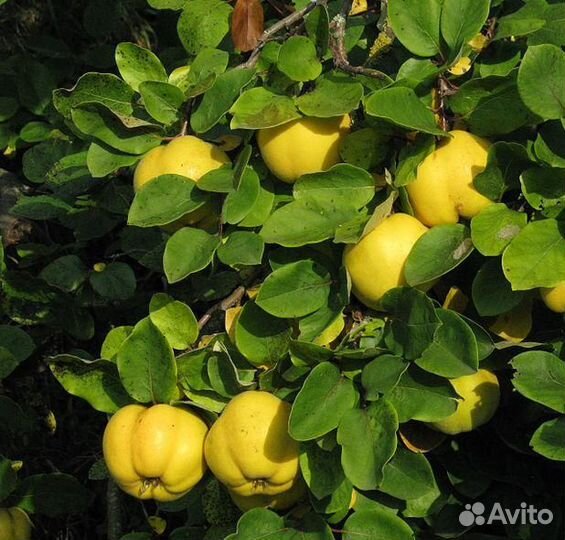 Плодовые деревья и кустарники, саженцы