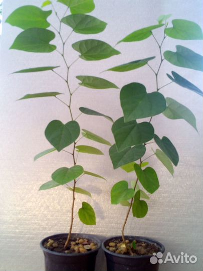 Церцис канадский саженцы