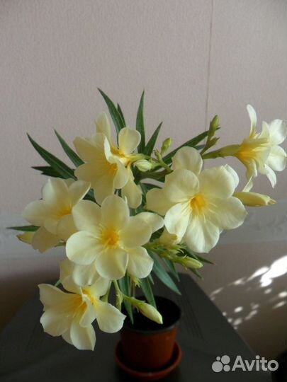 Олеандр, абутилон