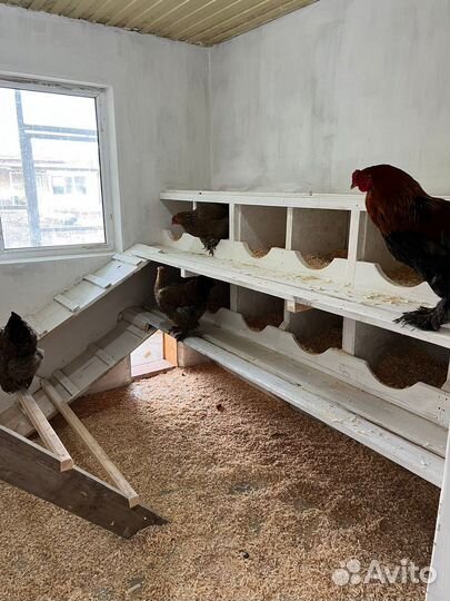 Инкубационные яйца Брама