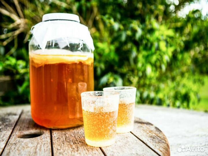 Чайный гриб - Комбуча