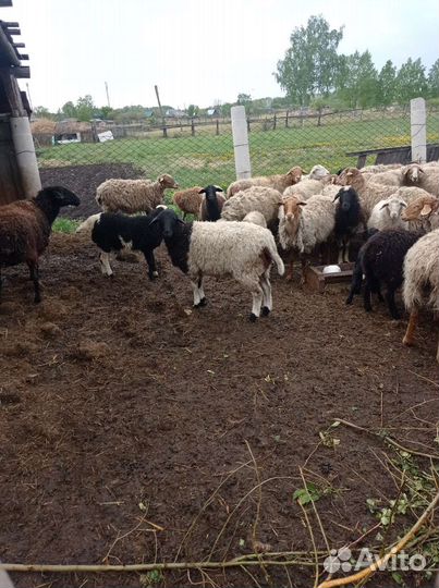 Овцы матки ягнята бараны