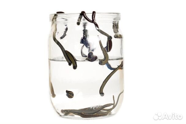 Пиявки медицинские