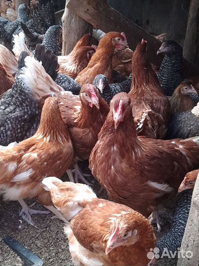 Курочки молодки