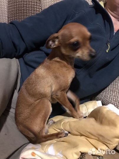 Собака для вязки