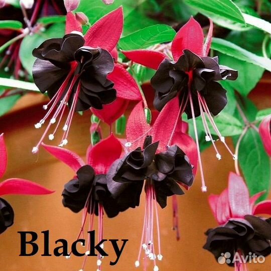 Фуксия сортовая