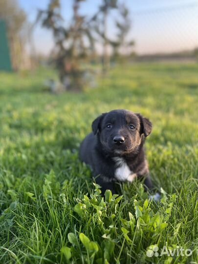 Щенки маленькой дворняжки