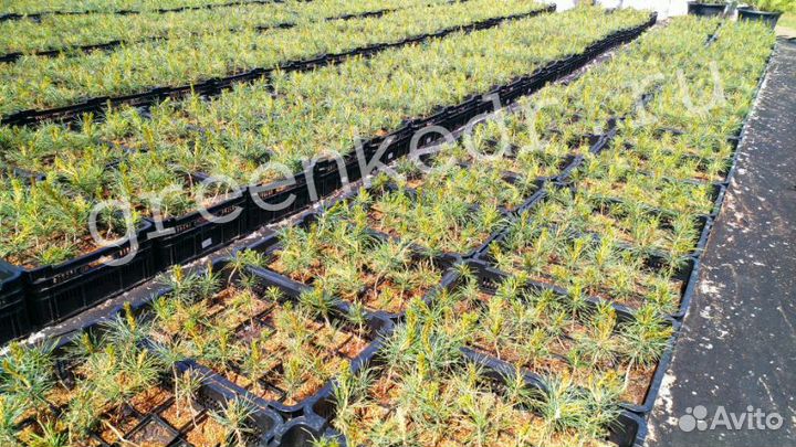 Саженцы Кедр зкс 15-20см от первых рук