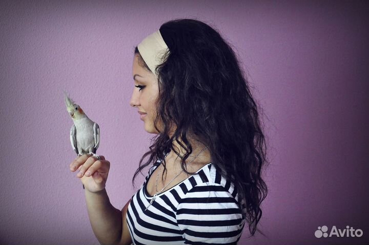 Передержка животных