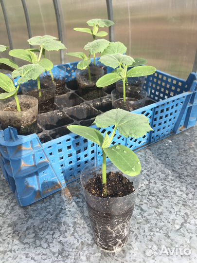 Рассада перец, огурцы, помидор